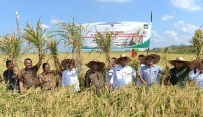 Gubsu Resmikan Panen Raya 800 ha Sawah di Pulau Kampai